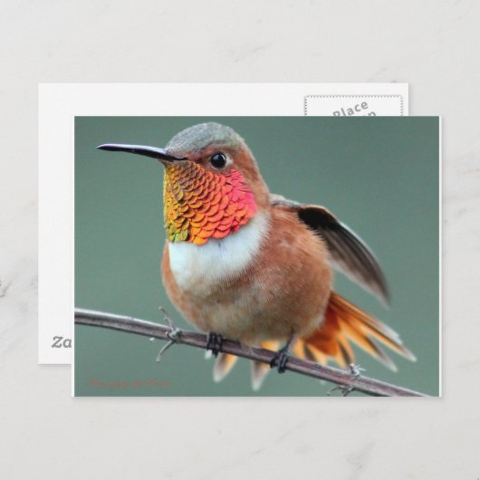 Klaar om te starten briefkaart (Voorkant / Achterkant)