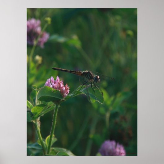 Klaar om te vliegen - Dragonfly Poster (Voorkant)