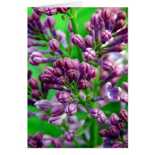 Klaar voor bloom (Voorkant)