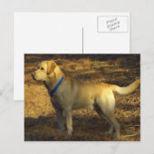 Klaar voor de jacht, trots Labrador in zonlicht Briefkaart (Voorkant / Achterkant)