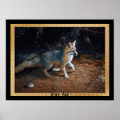 Klaar voor grijze vos poster (Voorkant)