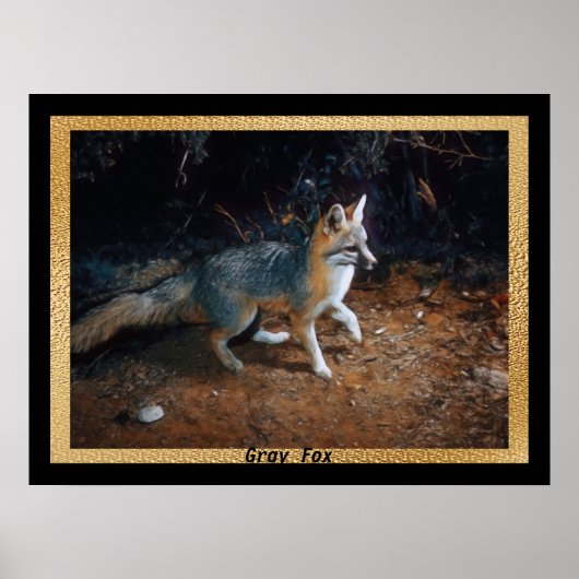 Klaar voor grijze vos poster (Voorkant)