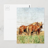 Klaar voor het werk, twee conceptpaarden briefkaart (Voorkant / Achterkant)