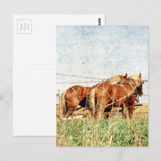 Klaar voor het werk, twee conceptpaarden briefkaart (Voorkant / Achterkant)