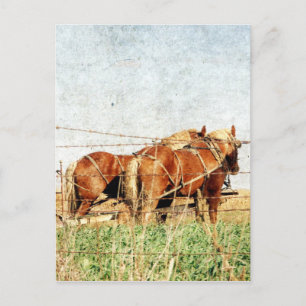 Klaar voor het werk, twee conceptpaarden briefkaart