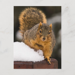 Klaar voor ontbijt briefkaart