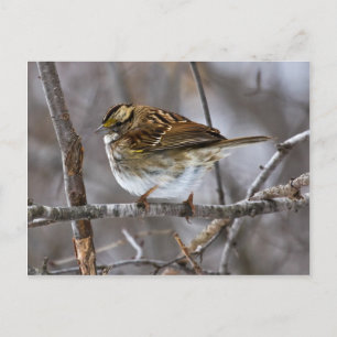 Klaar voor verzending na verzending briefkaart