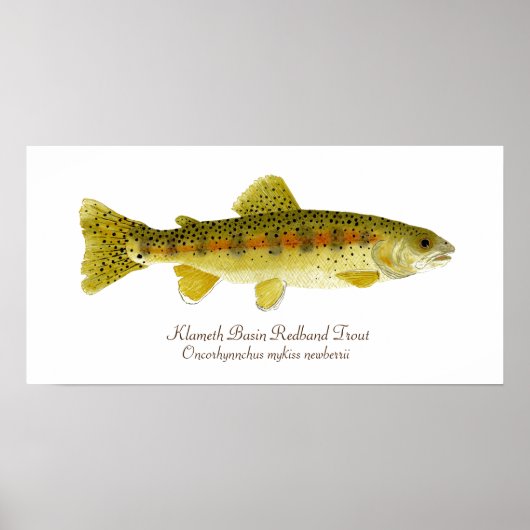 Klameth Basin Redband Trout Poster (Voorkant)