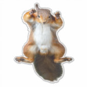 Klammerende Eekhoorn Raam Graphic Sticker (Voorkant)