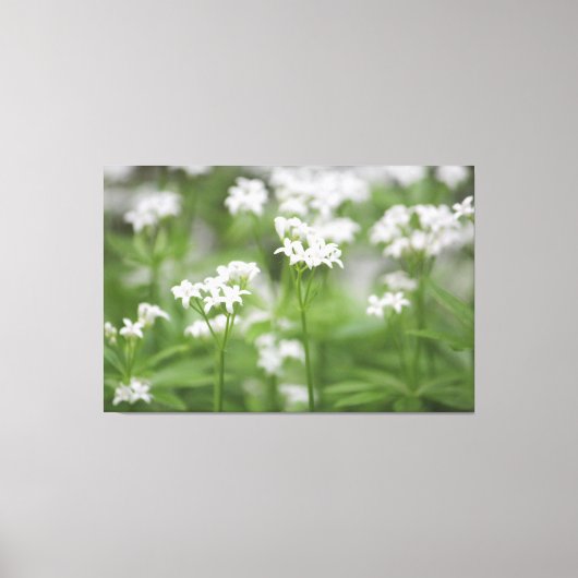 Klante witte Floral Canvas Afdruk (Voorkant)