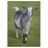 Klantenbord voor geit van Pygmy Klembord (Achterkant)