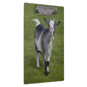 Klantenbord voor geit van Pygmy Klembord (Rechts)