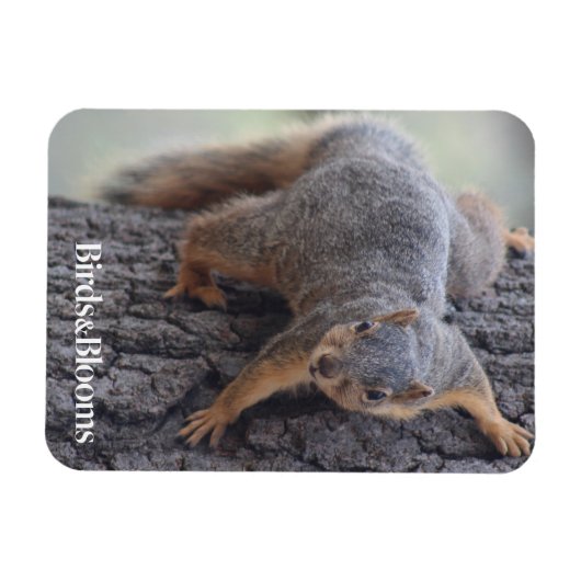 Klapeekhoorn Magneet (Horizontaal)