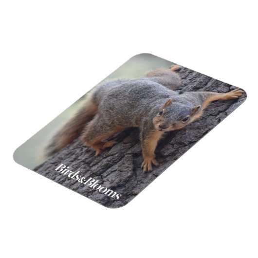 Klapeekhoorn Magneet (Linkerzijde)