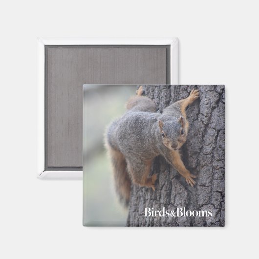 Klapeekhoorn Magneet (Voorkant / Achterkant)