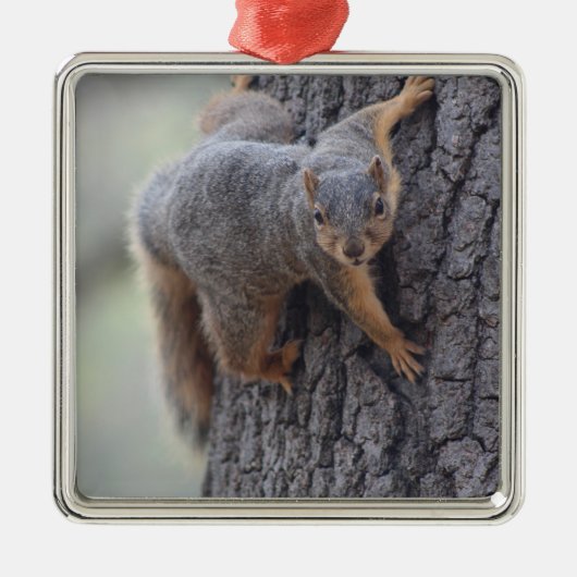 Klapeekhoorn Metalen Ornament (Voorkant)