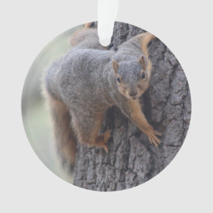 Klapeekhoorn Ornament