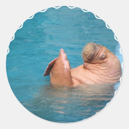 Klappende Walrus Stickers (Voorkant)