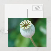 Klaproos Bloem Hoofd Zaad, West-Kaap Briefkaart (Voorkant / Achterkant)
