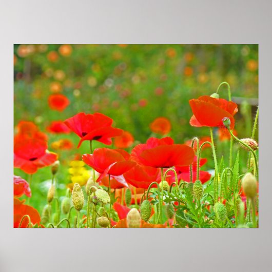 Klaproos bloemenwei kunstdrukken Rode klaprozen Poster (Voorkant)