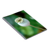 Klaproos bloemhoofd zaad, West-Kaap Notitieboek (Rechterzijde)