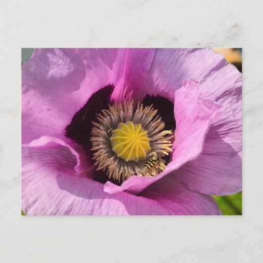 Klaproos en een insect briefkaart (Voorkant)