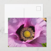 Klaproos en een insect briefkaart (Voorkant / Achterkant)