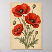 Klaproos Herbarium Kunstprint Poster (Voorkant)