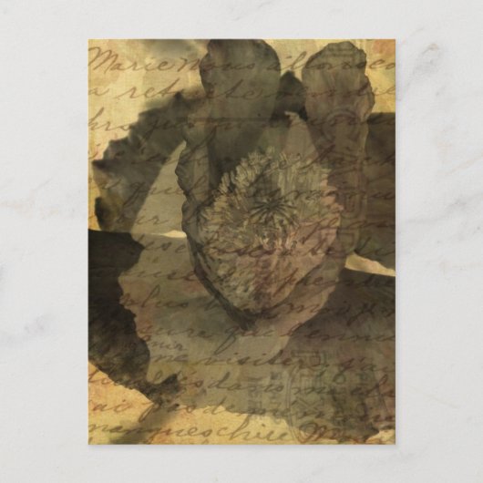 Klaproos Sepia Digitale Kunst Briefkaart (Voorkant)