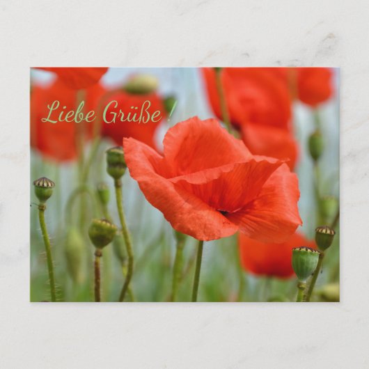 Klaprozen Briefkaart (Voorkant)