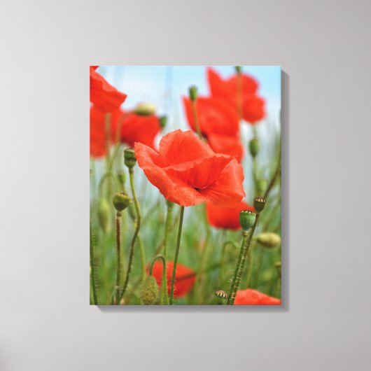 Klaprozen Canvas Afdruk (Voorkant)