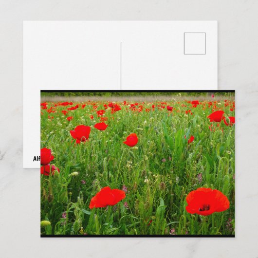 Klaprozen en wilde bloemen briefkaart (Voorkant / Achterkant)