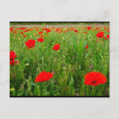 Klaprozen en wilde bloemen briefkaart (Voorkant)