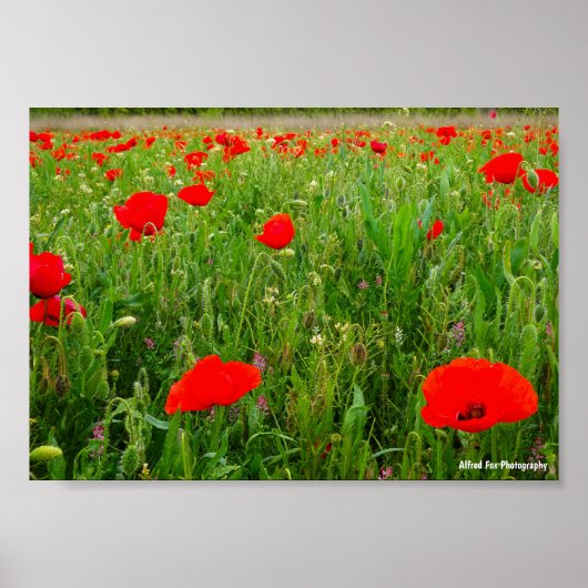 Klaprozen en wilde bloemen poster (Voorkant)