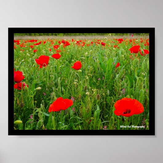 Klaprozen en wilde bloemen poster (Voorkant)