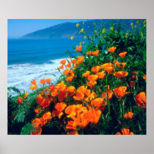Klaprozen langs de Pacifische kust bij Big Sur Poster