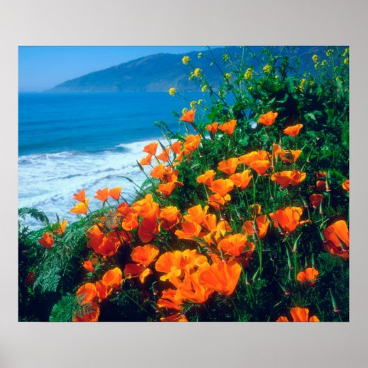 Klaprozen langs de Pacifische kust bij Big Sur Poster (Voorkant)