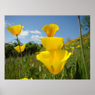 Klaprozen Sinaas Klaproos Bloemen Kunst Prints Oml