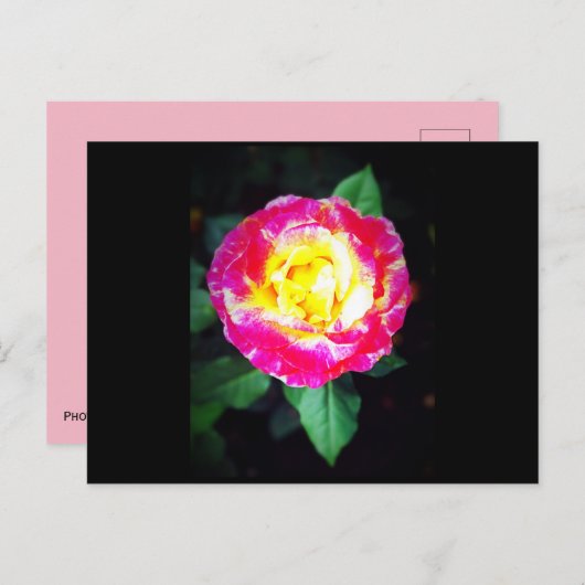 Klassiek Briefkaart van Vibrant Roos (Voorkant / Achterkant)