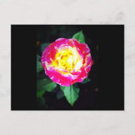 Klassiek Briefkaart van Vibrant Roos