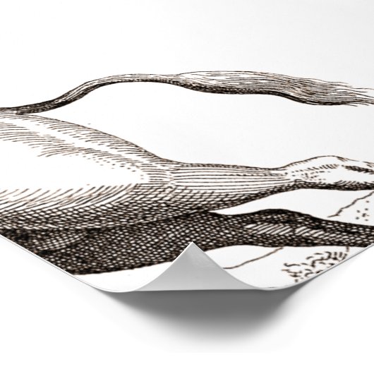 Klassiek Eenhoorn Antiek Mythisch Magisch Wezen Poster (Hoek)