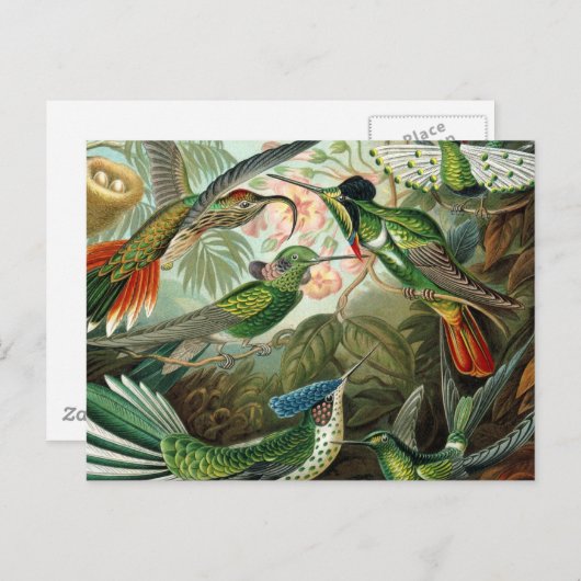 klassiek schilderij van vogel- en wildvogelsoorten briefkaart (Voorkant / Achterkant)