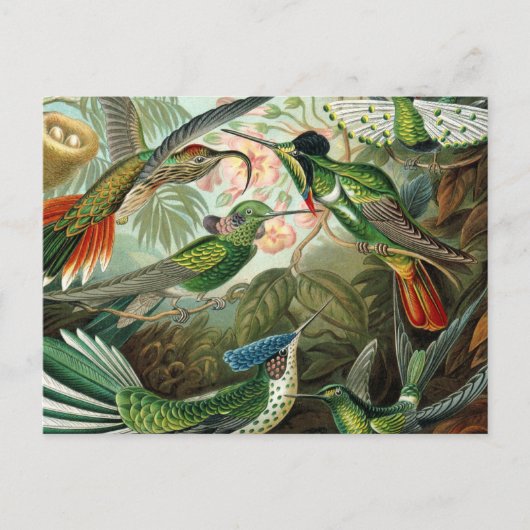 klassiek schilderij van vogel- en wildvogelsoorten briefkaart (Voorkant)