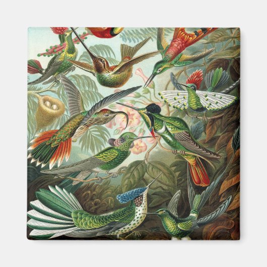 klassiek schilderij van vogel- en wildvogelsoorten magneet (Voorkant)