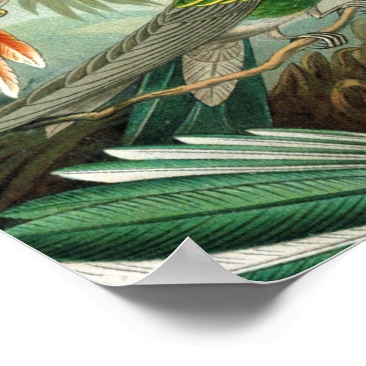 klassiek schilderij van vogel- en wildvogelsoorten poster (Hoek)