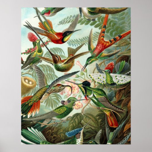 klassiek schilderij van vogel- en wildvogelsoorten poster (Voorkant)