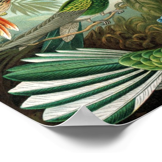 klassiek schilderij van vogel- en wildvogelsoorten poster (Hoek)