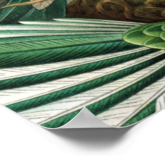 klassiek schilderij van vogel- en wildvogelsoorten poster (Hoek)