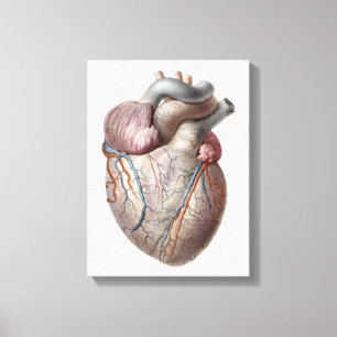 Klassieke anatomie van het menselijk hart Orgaan G Canvas Afdruk