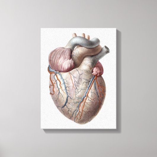 Klassieke anatomie van het menselijk hart Orgaan G Canvas Afdruk (Voorkant)